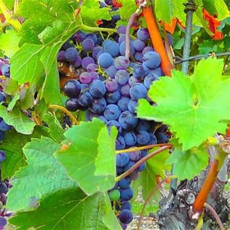 La battaglia della vendemmia in Sicilia cala la quantità meno 35