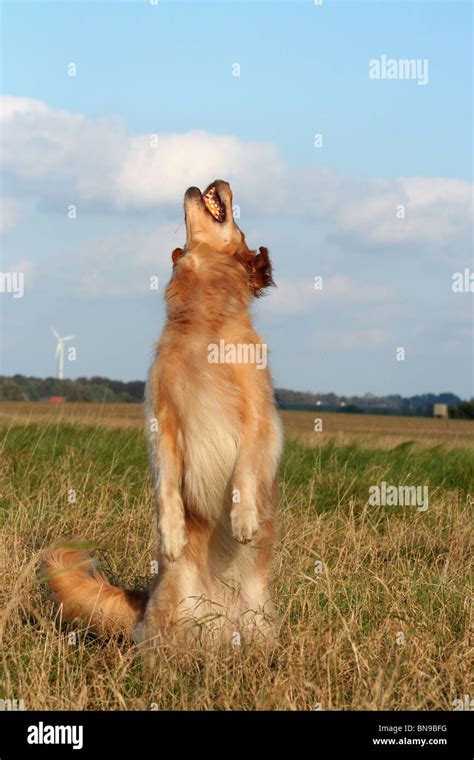 playing Golden Retriever Stock Photo - Alamy