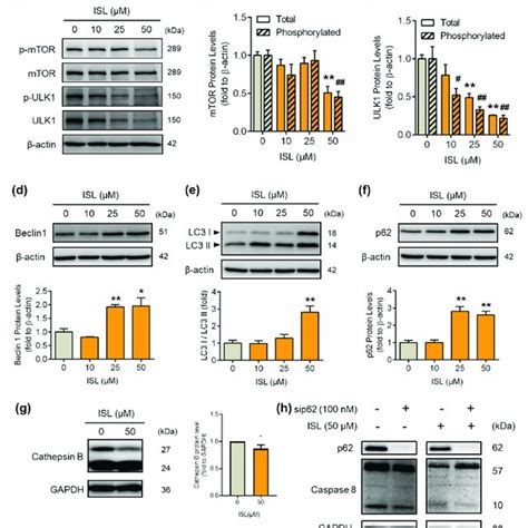 Isl Treatment Induced The Expression Of Autophagy Associated Proteins