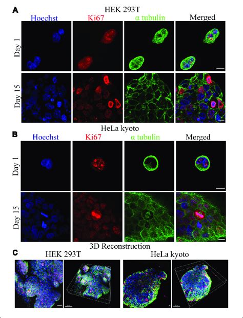 Confocal Fluorescence Microscopy Images For The Investigation Of