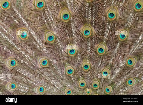 Indian Peafowl Pavo Cristatus Adult Male Bird Tail Feather During It