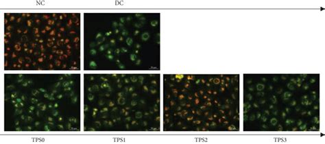 Effect Of Nano Crystals On The Lysosomal Integrity Of Hk Cells