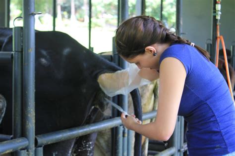 Insemina O Artificial Em Bovinos Atp Veterin Ria