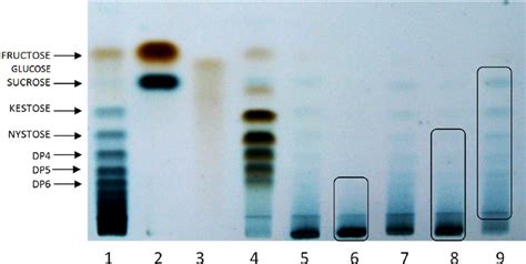 Thin Layer Chromatography Tlc Of Agave Fructose Fractions Aff 1