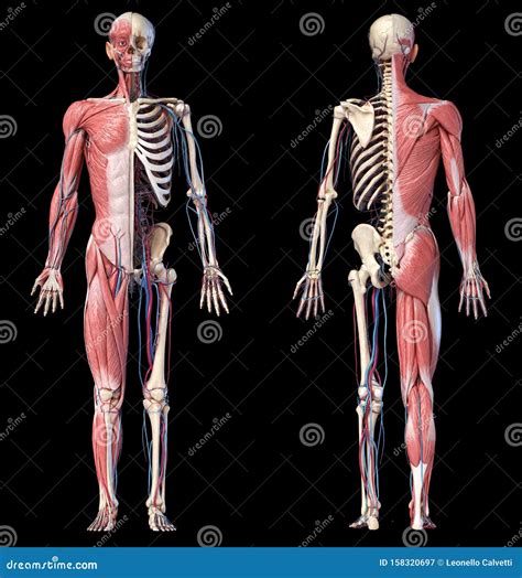 D Illustration Of Human Full Body Skeleton With Muscles Veins And