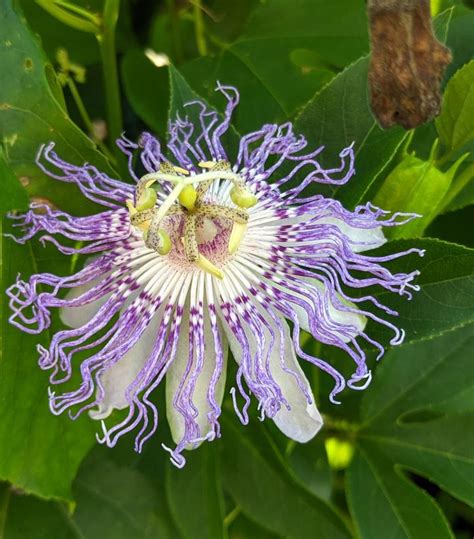 Passiflora Incarnata Maypop From Prides Corner Farms