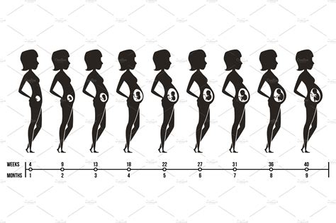 Pregnancy Stages Silhouettes Of Masterbundles