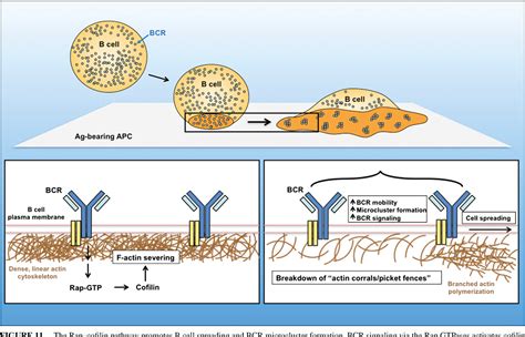 Figure 1 From Cofilin Mediated F Actin Severing Is Regulated By The Rap