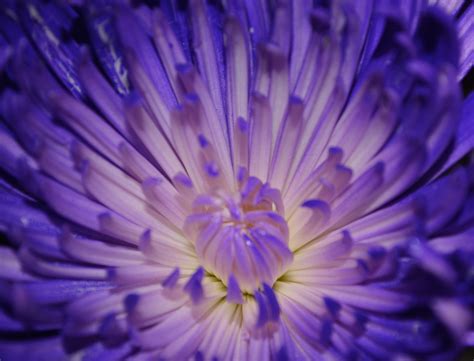 purple flowers petal macro vine  stock photo public domain pictures