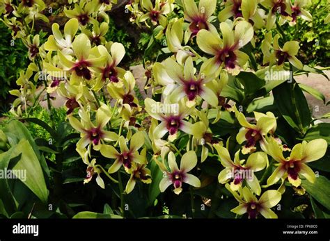 Yellow And Purple Orchid Bloom Dendrobium Changi Airport Stock Photo