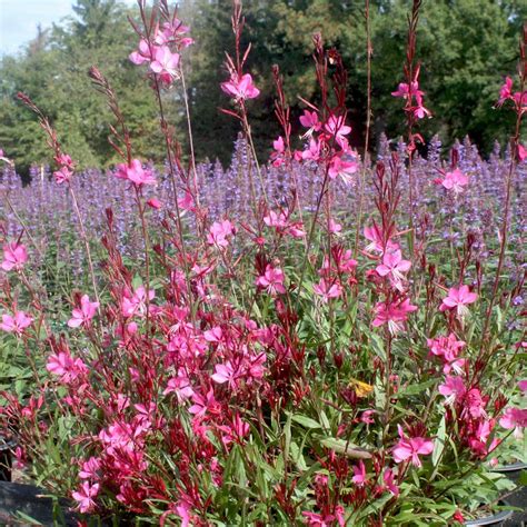 Gaura Lindheimeri Belleza Dark Pink Wandflower From Sandys Plants