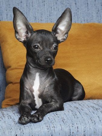 Black Deer Head Chihuahua Mix - Pets Lovers