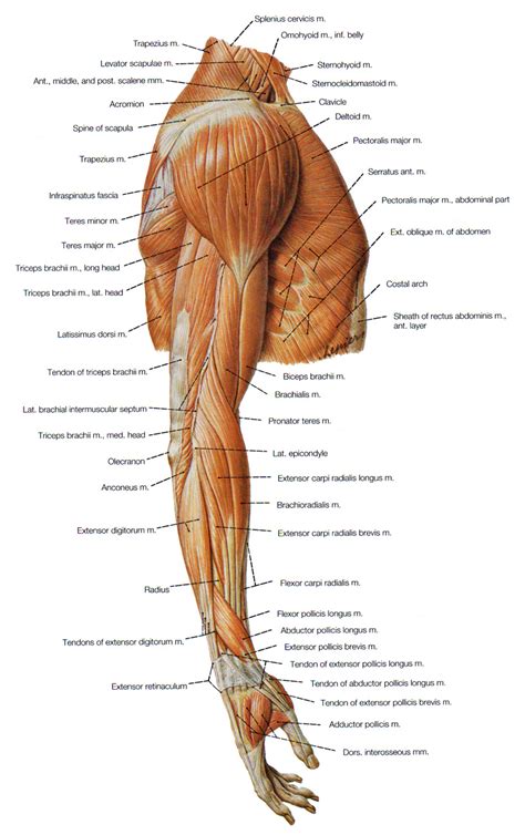 Arm Muscle Diagram - exatin.info