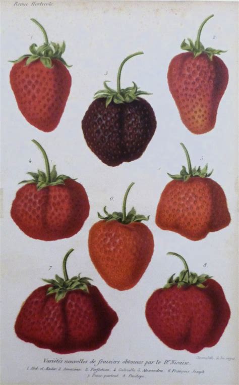 Variétés nouvelles de fraisiers Parigi G Severeyns 1850 circa