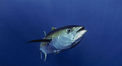 Yellowfin Tuna Wallpapers Wallpaper Cave