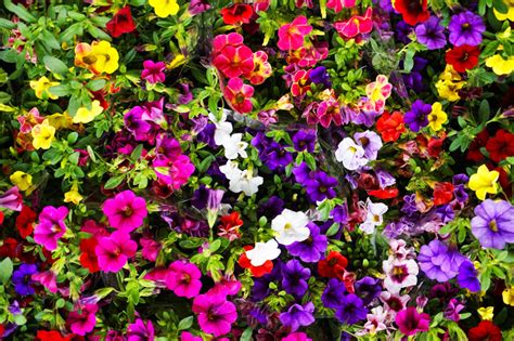 6 Fiori Estivi Resistenti Al Sole E Al Caldo Per Decorare Giardini