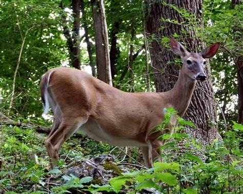 deer white tailed white tail  photo  pixabay