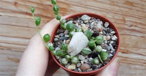 Senecio Rowleyanus Variegata Aukce Rostlin