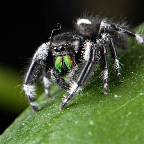 Different Types Of Spiders And Their Bites