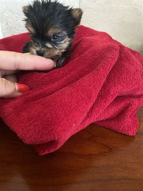 Yorkshire Terrier Esposende Marinhas E Gandra Olx Portugal