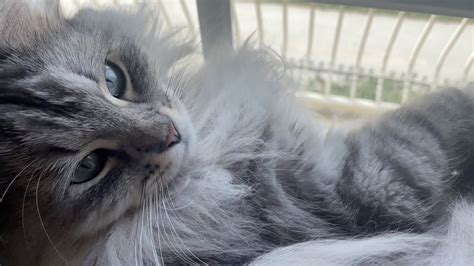 Cat Purrs Loudly When Fussed Siberian Cat Youtube