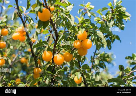 Plum Tree Autumn Hi Res Stock Photography And Images Alamy