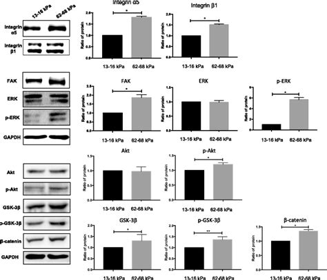 Integrin α5 β1 expression analysis of total proteins during osteogenic