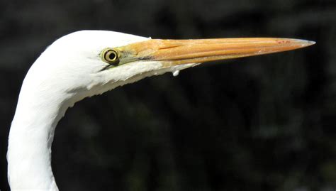 Great Egret - Birds Queensland