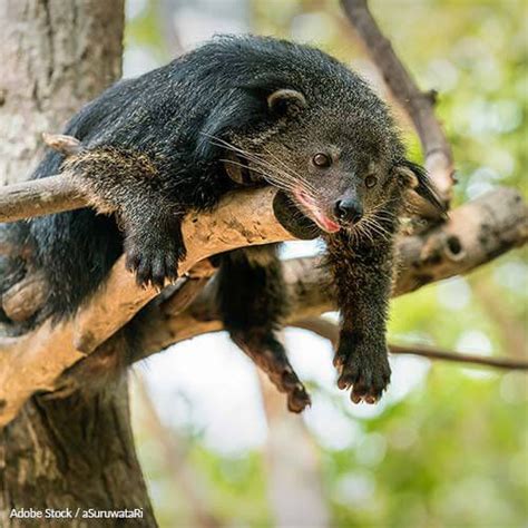 Save The Binturong From Habitat Loss! Deforestation and agriculture are ...