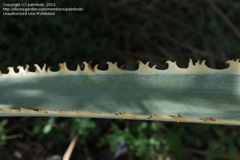 Plantfiles Pictures Brahea Species Droopy Blue Hesper Palm Sonoran