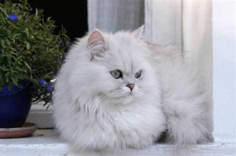 Silver Persian Cat: Info, Pictures, History & More - Catster