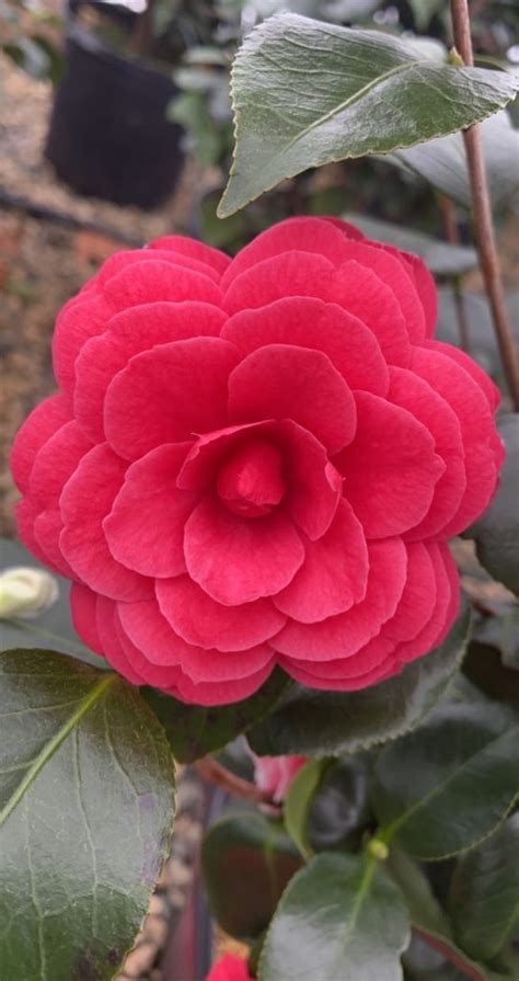 Camellia Japonica Black Tie Piedmont Carolina