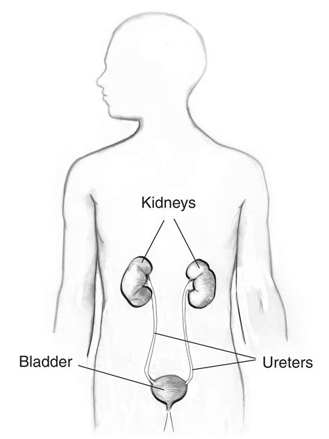 Urinary Tract In A Male Figure With Labels For The Kidneys Bladder