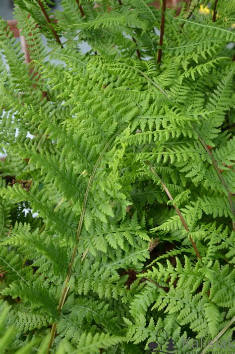 Athyrium Filix Femina Lady In Red Wietlica Samicza