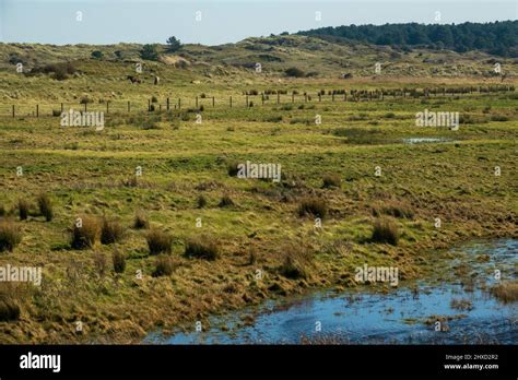 Wetland Marshes Holkham National Nature Reserve Stock Photo Alamy