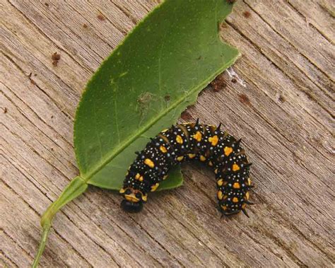 nature  robertson citrus caterpillars  types
