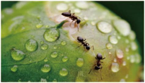 Discover The Types Of Ants Set To Emerge In Illinois This Summer A