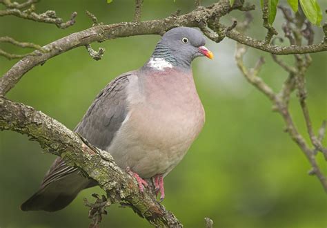 Common Wood Pigeon Guide · Inaturalist