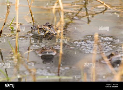 Frog Frogs Common Rana Temporaria And Frogspawn Early Spring Mating