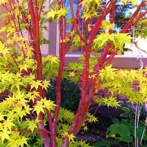 coral bark japanese maple plantingtree