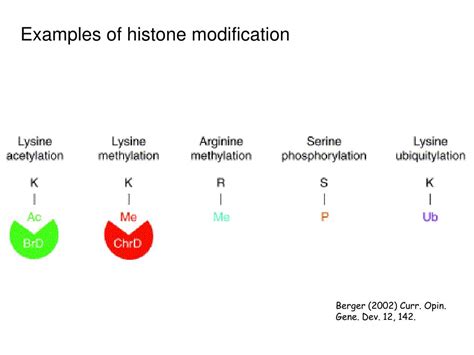 PPT - Chromatin Remodeling PowerPoint Presentation, free download - ID:3468302