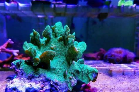 20+ Types of Corals: How to Classify and Identify