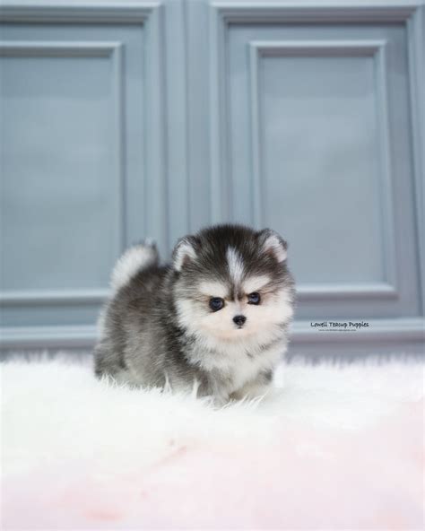 Teacup Pomsky Male [Royal] | Lowell Teacup Puppies inc