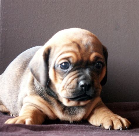 Daug Dachshund Pug Mix Info Temperament Puppies Pictures