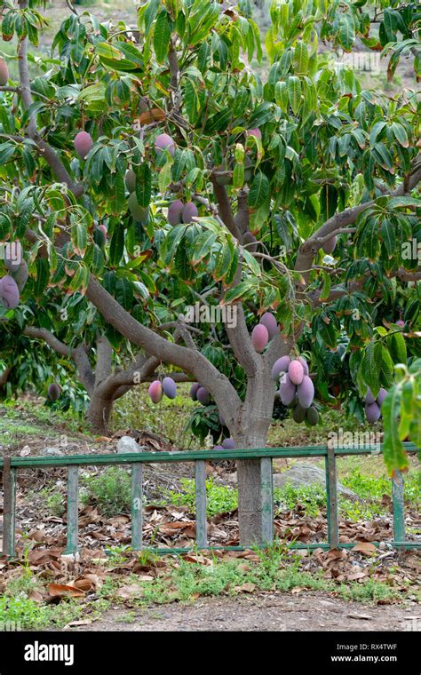 Tropical Mango Tree With Big Ripe Mango Fruits Growing In Orchard On