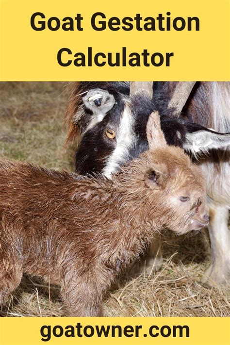 17+ boer goat gestation calculator - CharelleAnas