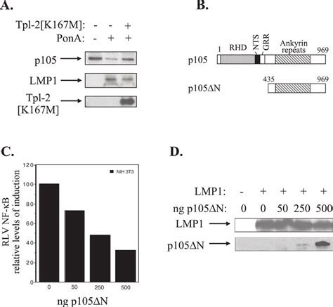 Lmp Induced Tpl Mediated P Degradation Contributes To Nf B