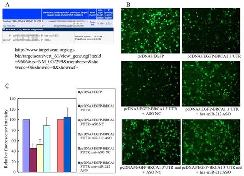 Mir Directly Targets Brca And Negatively Regulates Its Expression