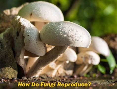 How Do Fungi Reproduce? | Types of Fungi Reproduction | BioExplorer