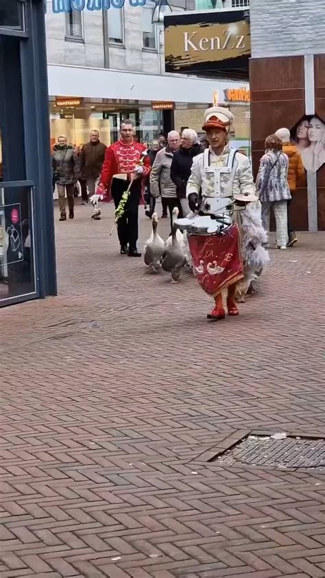 Watching a Goose Parade : r/oddlysatisfying